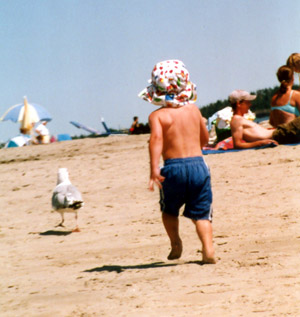 mainebeachseagull Hey, Come Back Here With My Frenc Fry Bird.