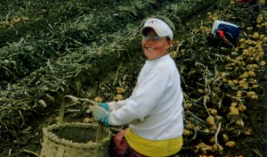 Maine kids pick potatoes during fall harvest.