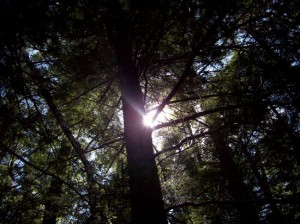 Can You See The Forest For The Trees?