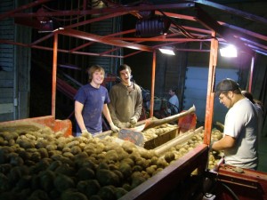 mainepotatoharvest Lots of Maine potatoes, something to eat is not something everyone enjoys.