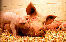 Could you raise animals, crops, take care of yourself on a Maine farm?