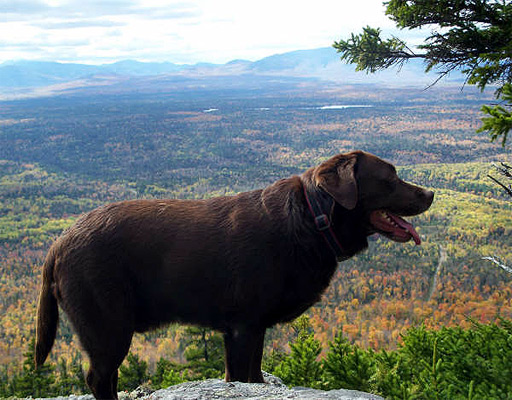 Maine Would Love To Have More European Tourists From Across The Atlantic Ocean.