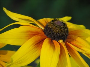 The Wild Flowers, The Wildlife And Unspoiled Four Seasons Of Maine Is Reason Enough To Visit But....