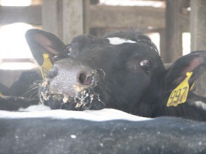 Black and white holstein cow looking for grain, an apple, a pat on the head.