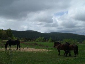 Horses In A Field..Easy Lifestyle. Eat Hay, Drink Water, Enjoy The Day.