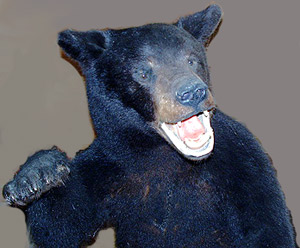 You see a few of these and moose, deer on the Maine highways too.