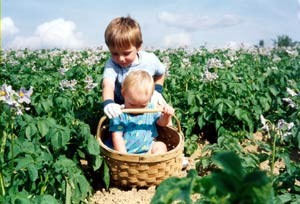 Teaching The Skills Of Potato Picking Early On.