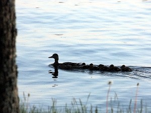 Drafting, Not Unique To NASCAR..Maine Mother Ducks Do It.