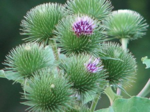 Maine, Even Our Weeds Are Pretty. Maine, Less Of What You Don't Need, Want. Way Way More Of What You Do.