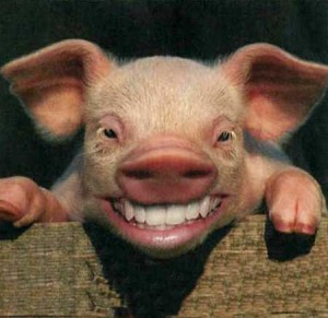 Local Maine Musical Concerts, Bands, Hog 'em, Attend 'em. Maine Has Lots Of Spring/Summer Big Name Concert Acts Scheduled.