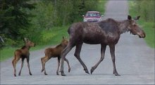 During Loring Air Force Base Land Speed Trials, Don't Want To See Maine Moose. Land Speed World Trial Races In Limestone Maine, Moose Loose Would Not Be Good.