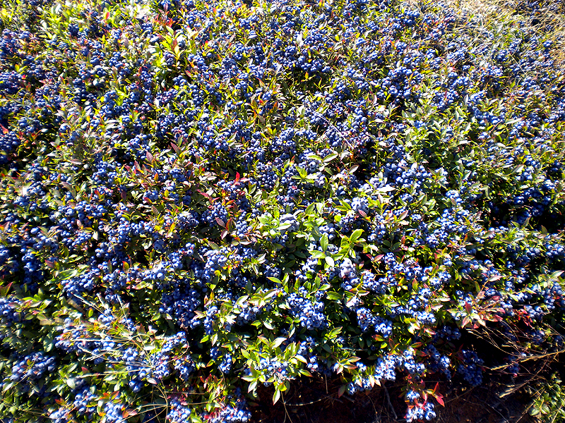 MeInMaine Blog » Maine Blueberries, Harder Harvesting Than Potatoes.