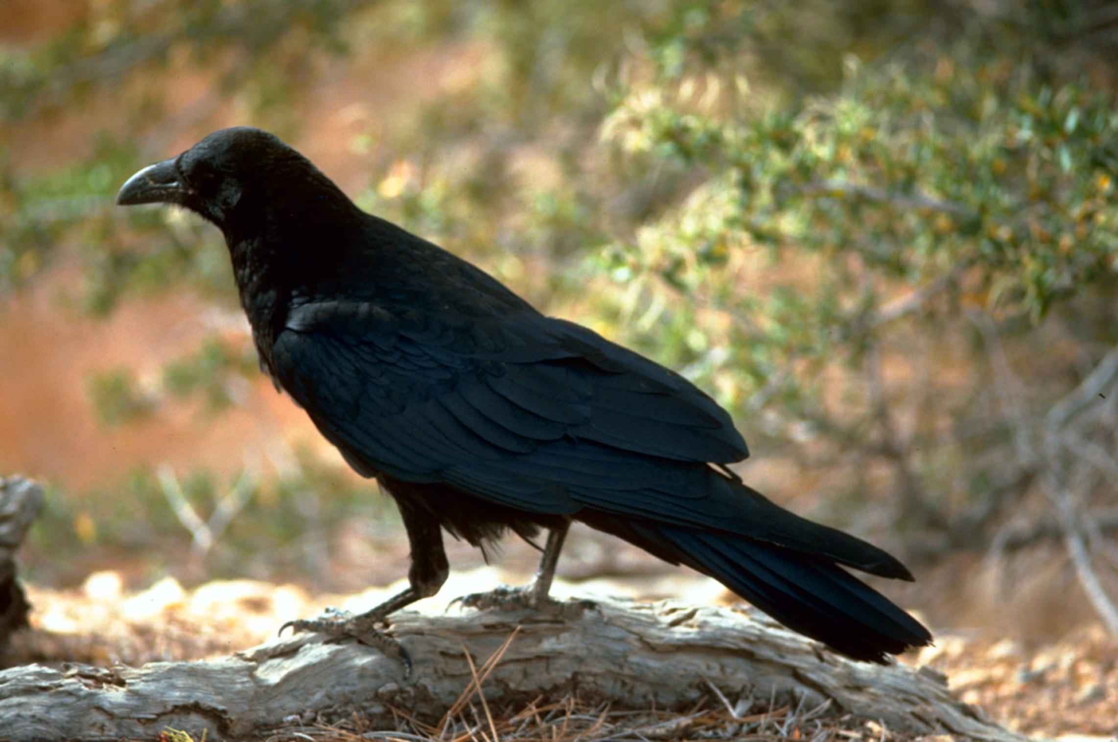 maine s raven birds crows bigger in number this summer maine s raven birds crows bigger in number this summer