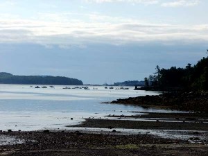 Maine Seafood For Fresher Flounder, Etc.