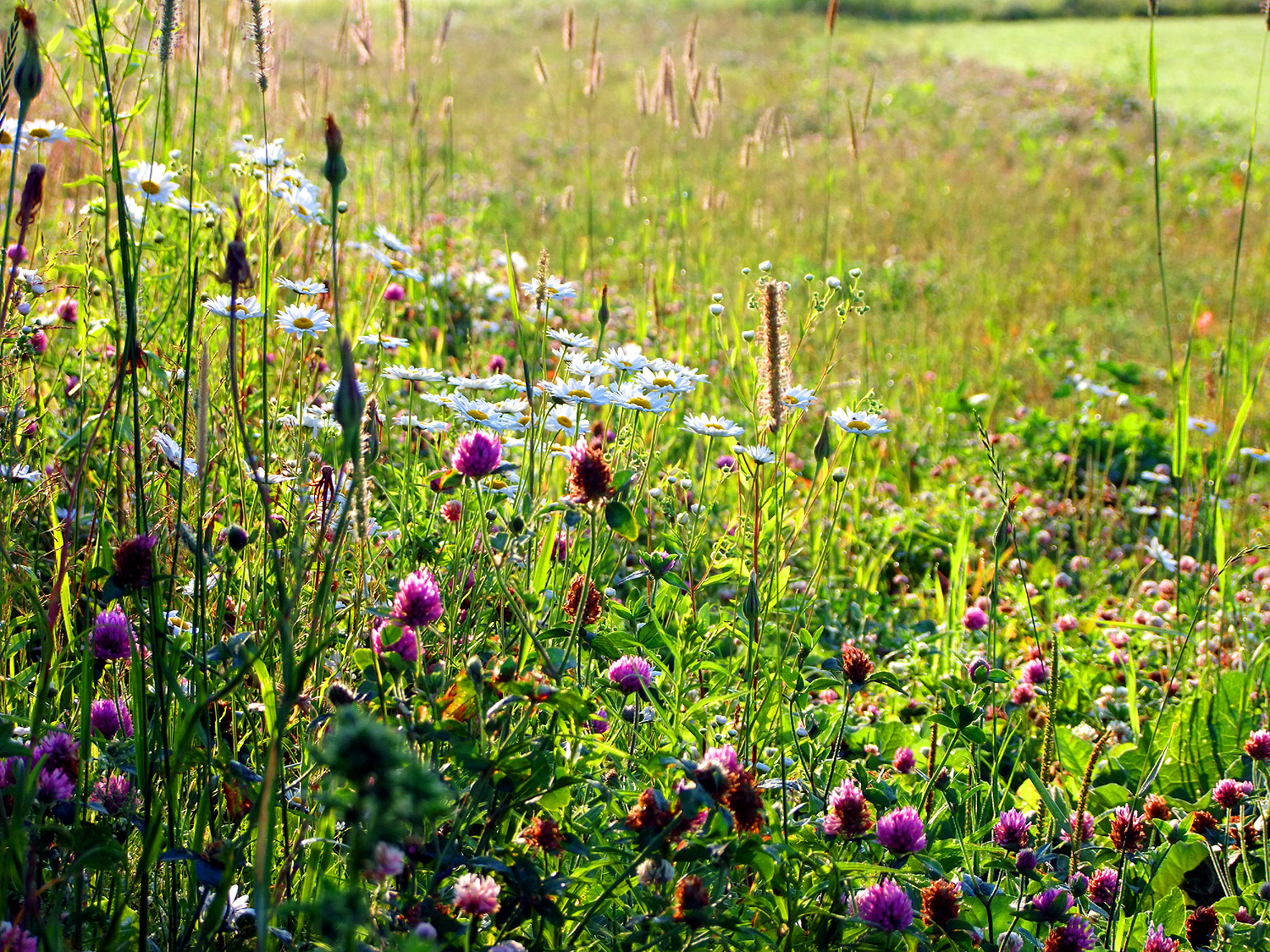 MeInMaine Blog » Wild Flowers In Maine, They Need No Help.