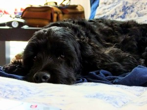 Maine Dogs, Surrogate Grand Children.