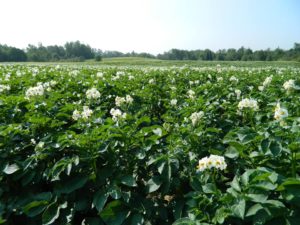 maine food farms, potato fields