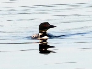 maine lake loons