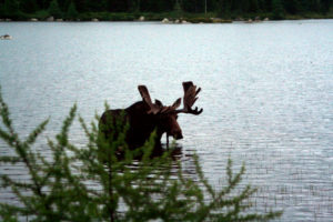 maine moose baxter state park