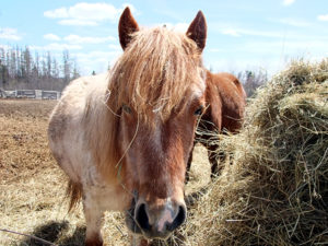 maine horses
