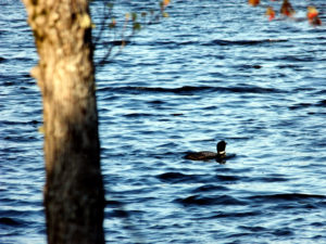 maine lake loons